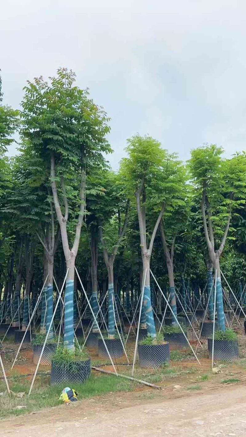 国庆花(黄山栾树)10-25，基地直销，一手货源，大量低价出