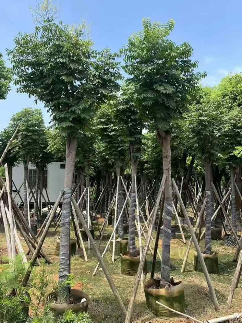 国庆花(黄山栾树)10-25，基地直销，一手货源，大量低价出