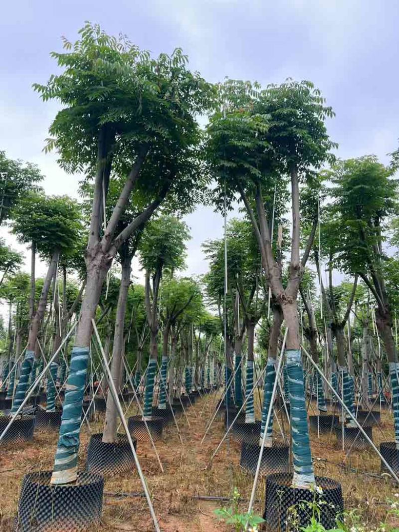 复羽叶栾树(黄山栾树)骨架10-25分，基地直销，一手货源