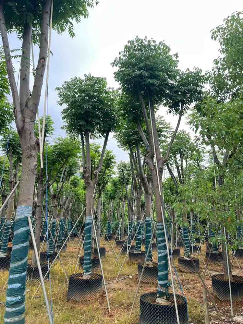 复羽叶栾树(黄山栾树)骨架10-25分，基地直销，一手货源