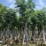黄山栾树(国庆花)骨架10-25分，一手货源，基地直销