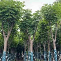 黄山栾树(国庆花)骨架10-25分，一手货源，基地直销