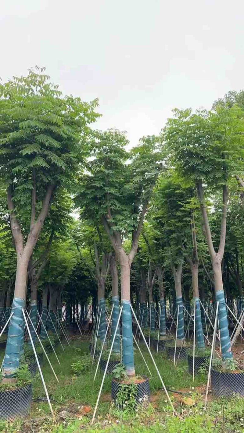 黄山栾树(国庆花)骨架10-25分，一手货源，基地直销
