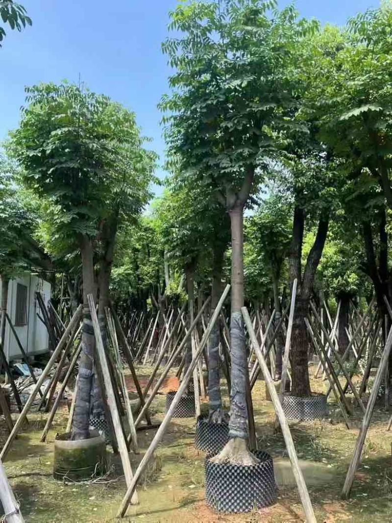 黄山栾树(国庆花)骨架10-25分，一手货源，基地直销