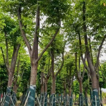 复羽叶栾树(国庆花)骨架10-25分，截杠，骨架，大量现货