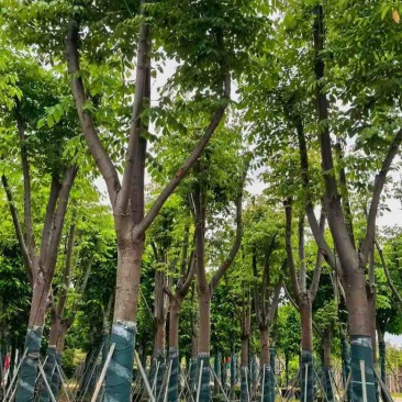 复羽叶栾树(国庆花)骨架10-25分，截杠，骨架，大量现货