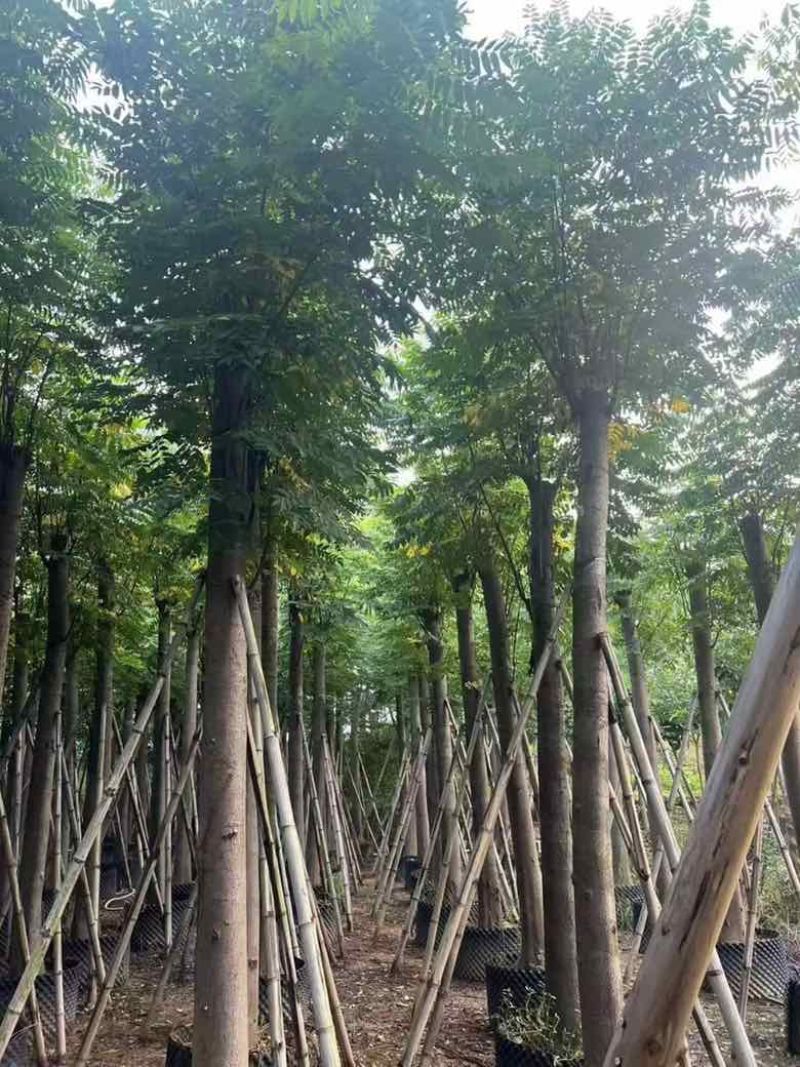 复羽叶栾树(国庆花)骨架10-25分，截杠，骨架，大量现货
