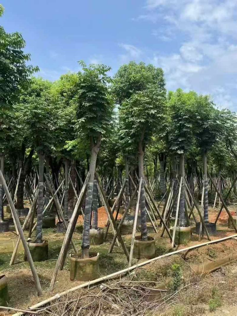 复羽叶栾树(国庆花)骨架10-25分，截杠，骨架，大量现货