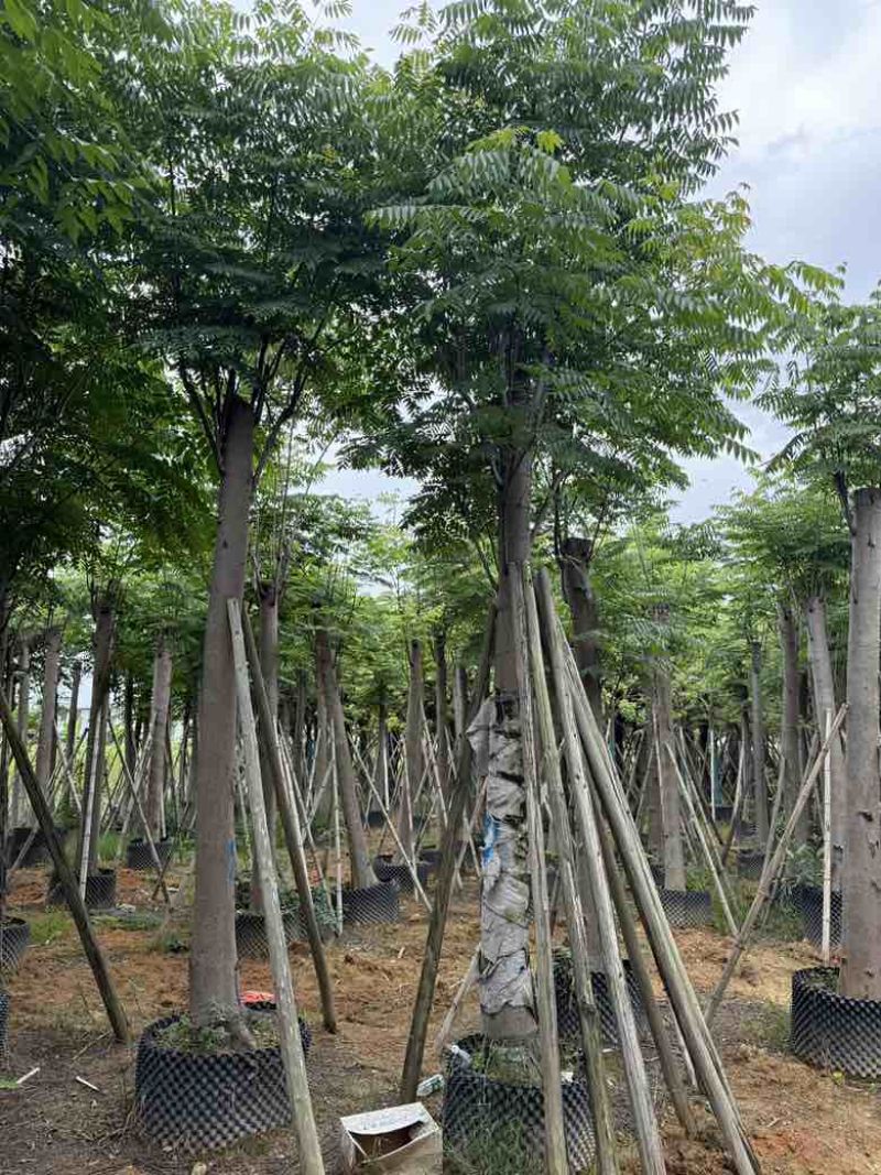 复羽叶栾树(国庆花)骨架10-25分，截杠，骨架，大量现货