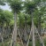黄山栾树(复羽叶栾树)5-25分，截杠，骨架，大量低价出售