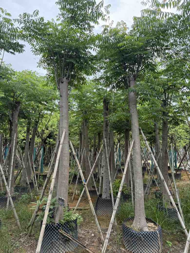黄山栾树(复羽叶栾树)5-25分，截杠，骨架，大量低价出售