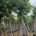 黄山栾树(复羽叶栾树)5-25分，截杠，骨架，大量低价出售