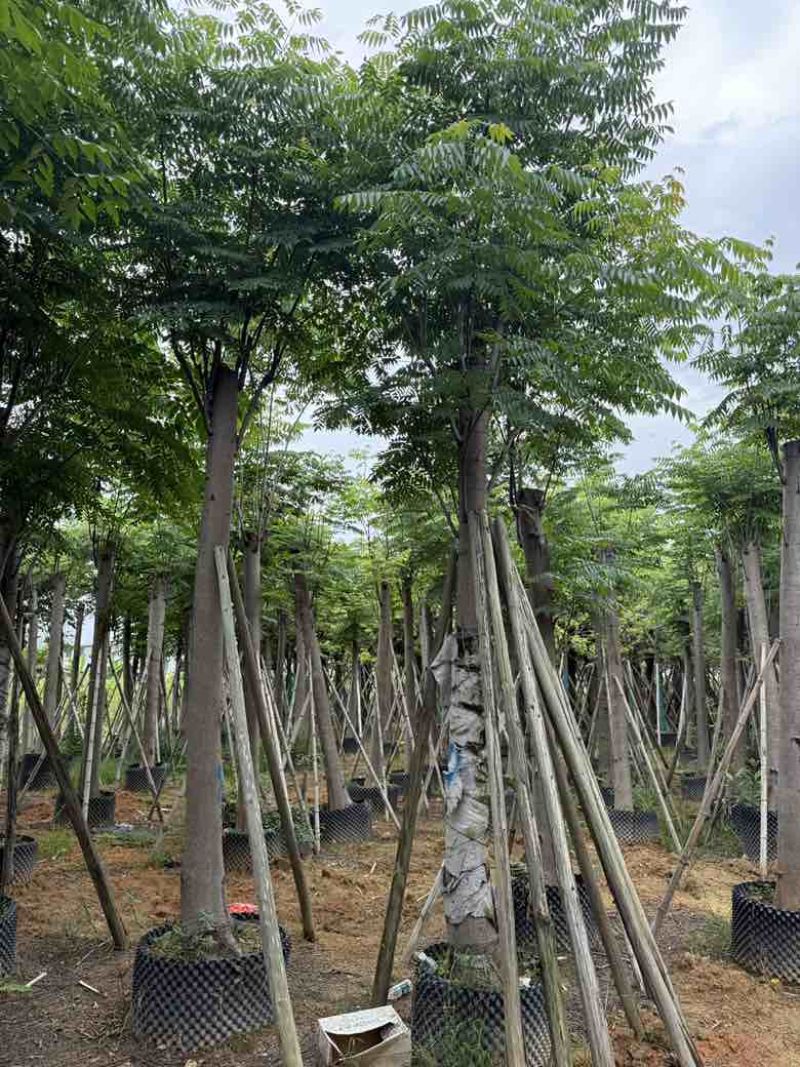 黄山栾树(复羽叶栾树)5-25分，截杠，骨架，大量低价出售