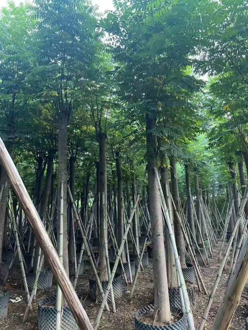 黄山栾树(复羽叶栾树)5-25分，截杠，骨架，大量低价出售