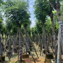 黄山栾树(复羽叶栾树)5-25分，截杠，骨架，大量低价出售