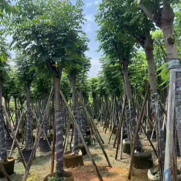 黄山栾树(复羽叶栾树)5-25分，截杠，骨架，大量低价出售
