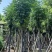 国庆花(复羽叶栾树)5-25分，截杠，骨架，大量低价出售