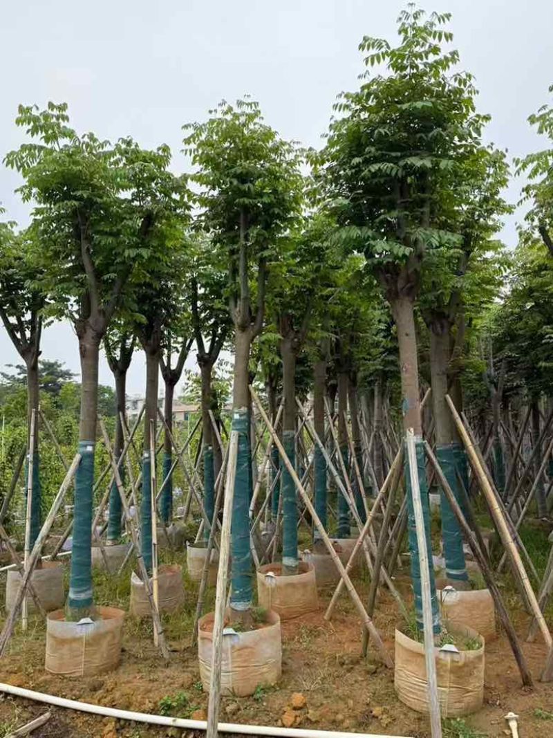 国庆花(复羽叶栾树)5-25分，截杠，骨架，大量低价出售