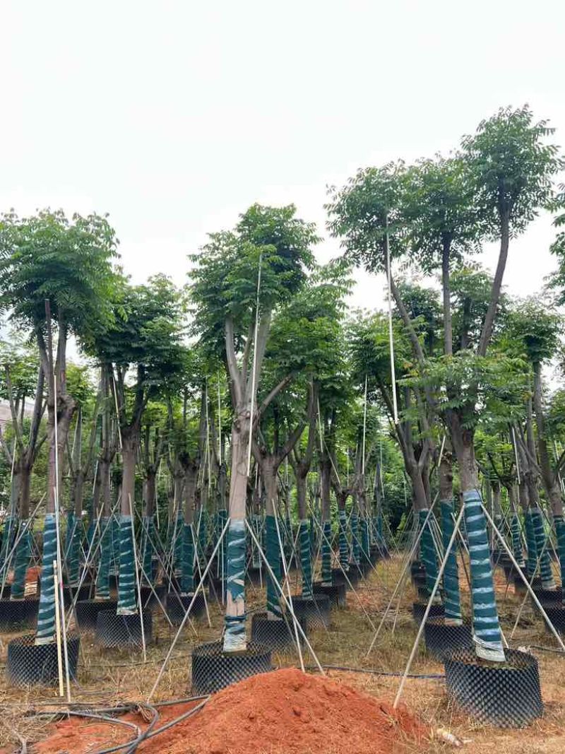 国庆花(复羽叶栾树)5-25分，截杠，骨架，大量低价出售