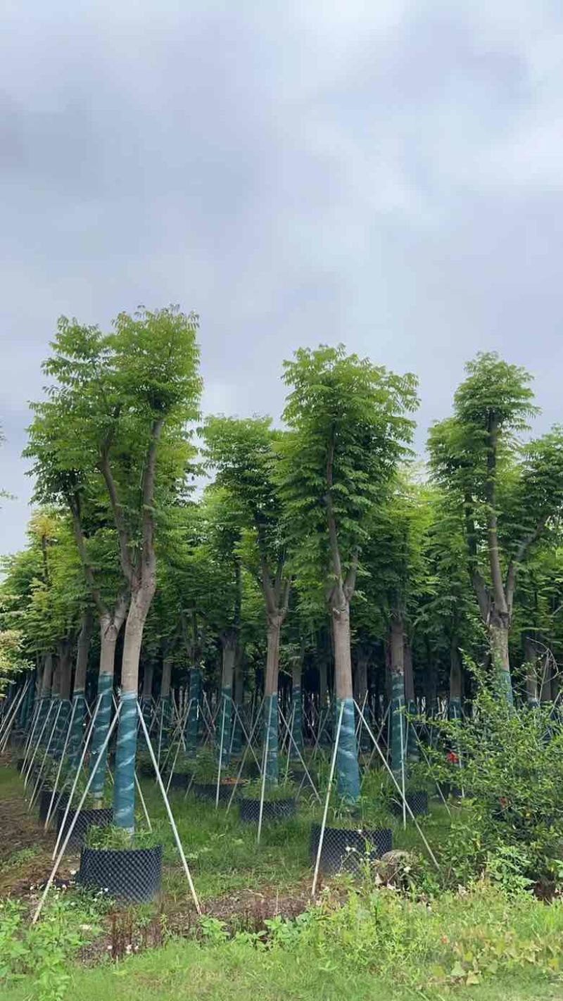 国庆花(复羽叶栾树)5-25分，截杠，骨架，大量低价出售