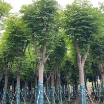 国庆花(复羽叶栾树)5-25分，截杠，骨架，大量低价出售