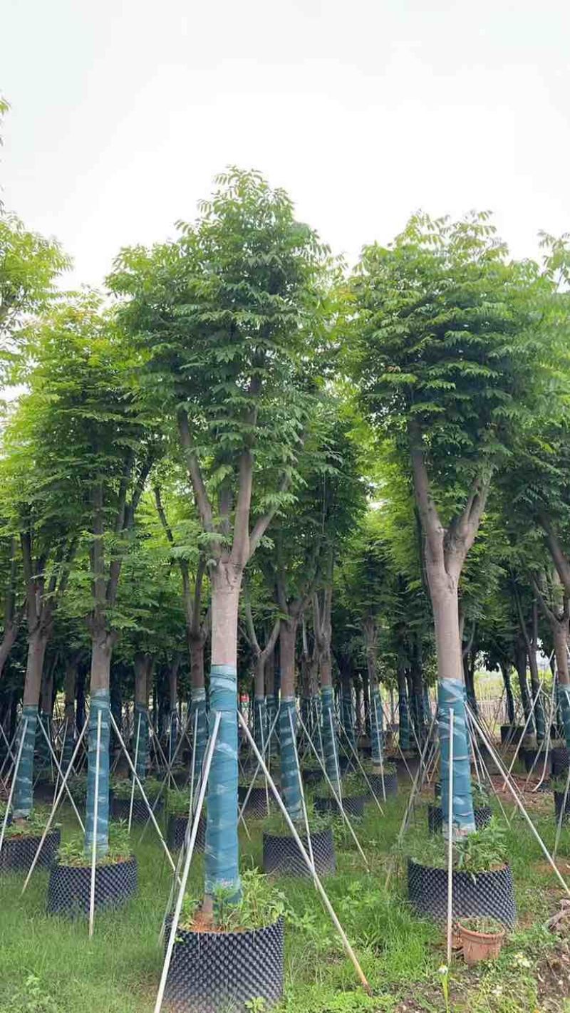国庆花(复羽叶栾树)5-25分，截杠，骨架，大量低价出售