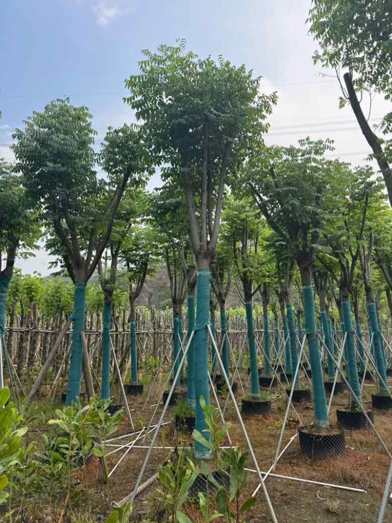 国庆花(复羽叶栾树)5-25分，截杠，骨架，大量低价出售