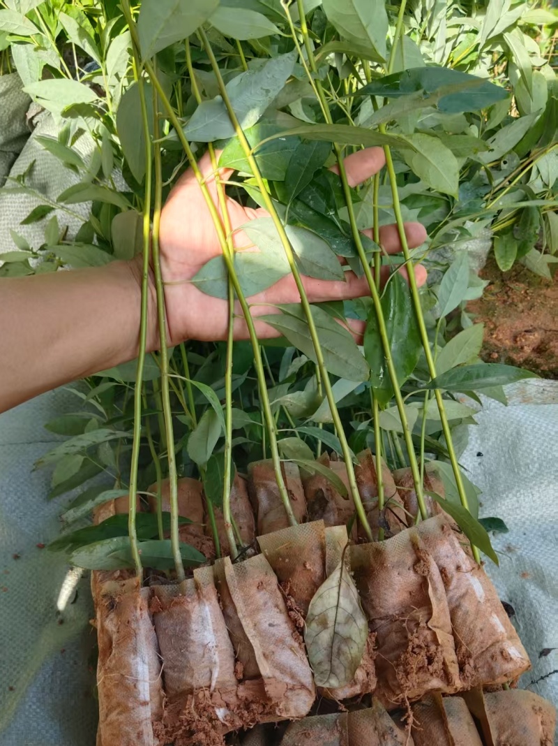 木姜子苗（山苍子）