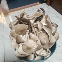 鸡枞菌
