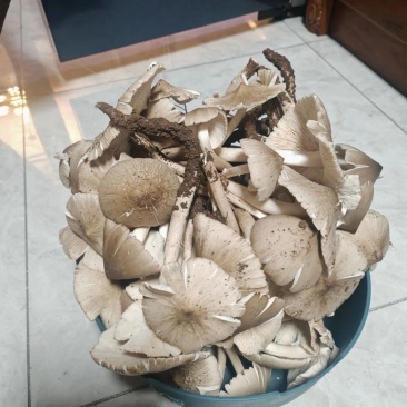 鸡枞菌