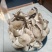 鸡枞菌