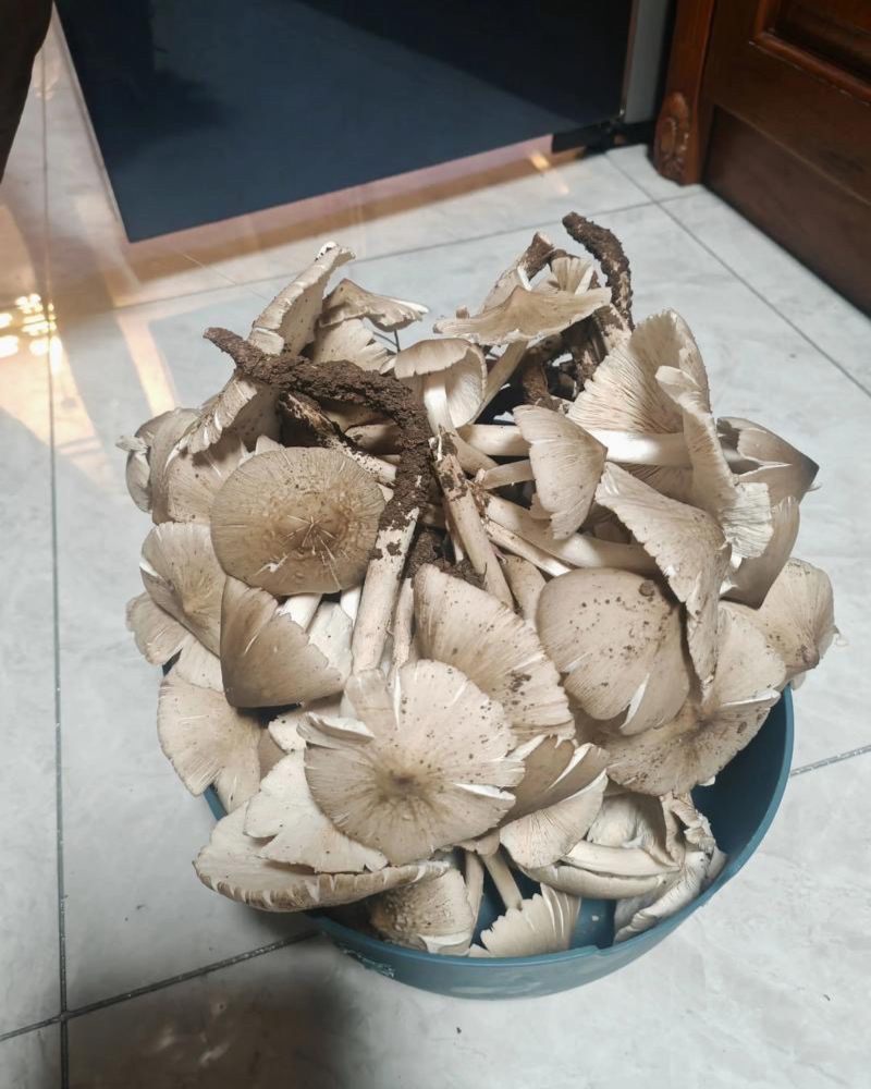 鸡枞菌