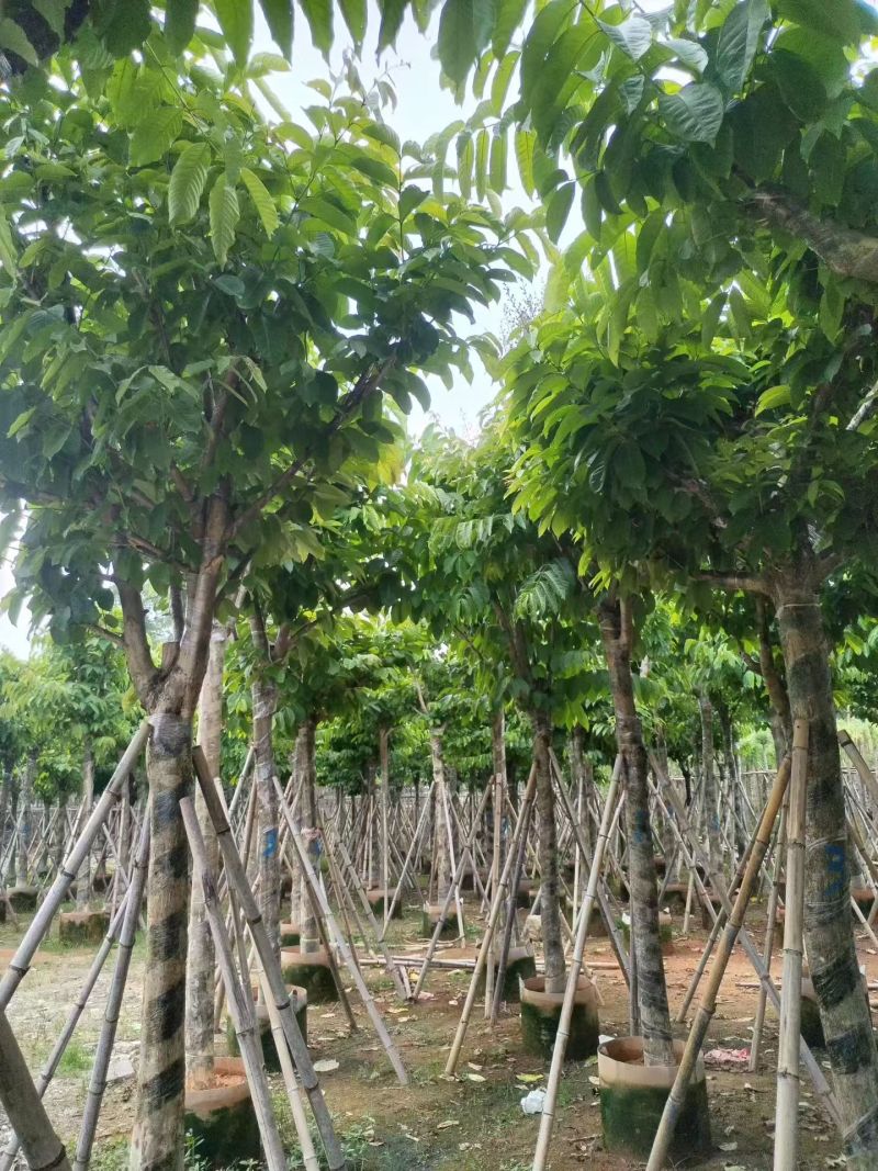 大叶紫薇12～15分，苗园直销，低价出售