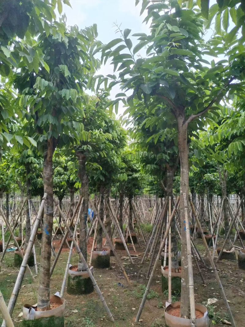 大叶紫薇12～15分，苗园直销，低价出售
