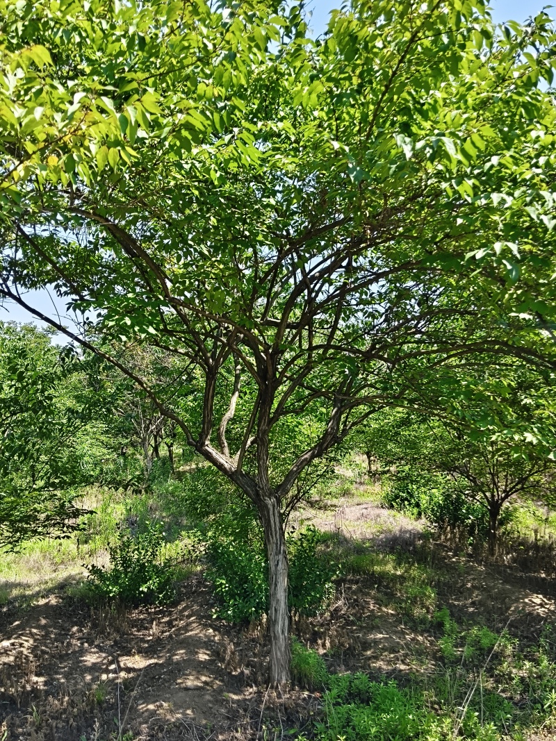 独杆金银木