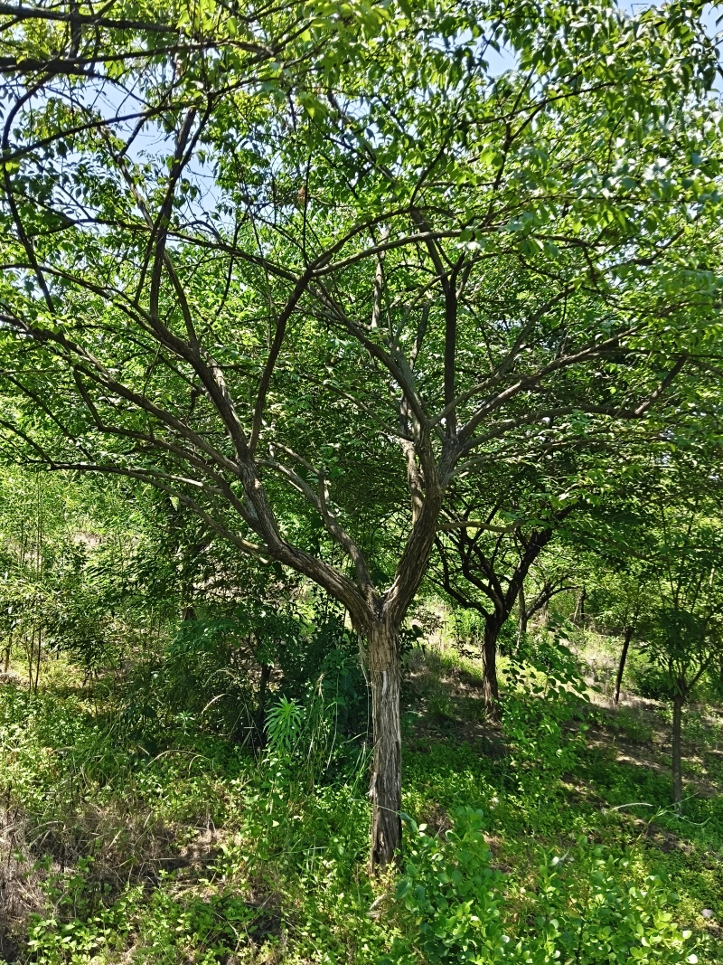 独杆金银木