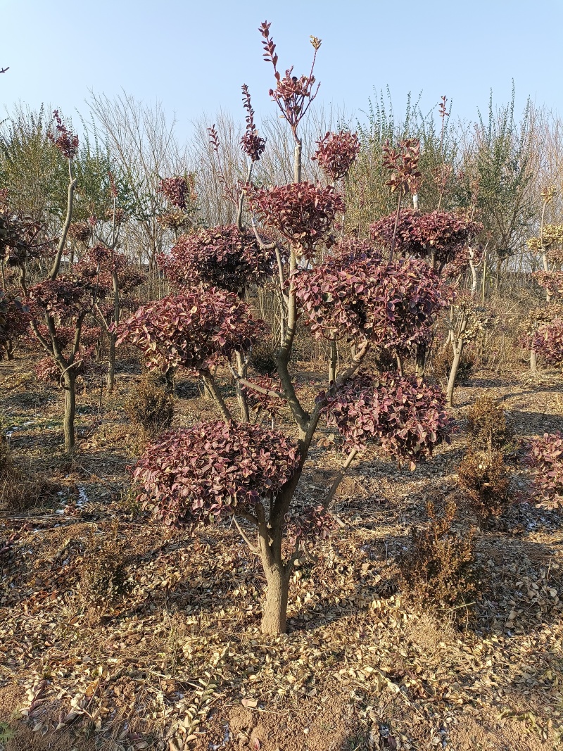 独杆金银木