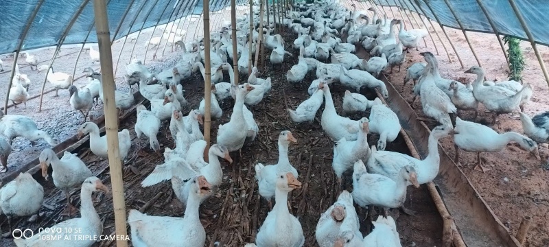 生态散养三花鹅，常年有货，体型圆润，羽翼丰满