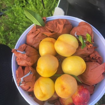 蒙阴蜜桃