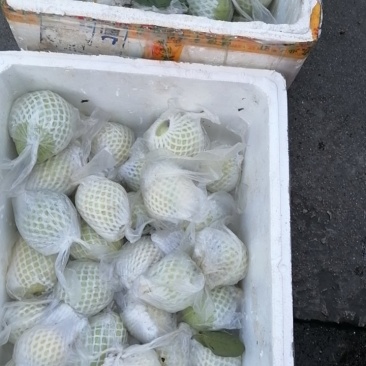帝王白芭乐