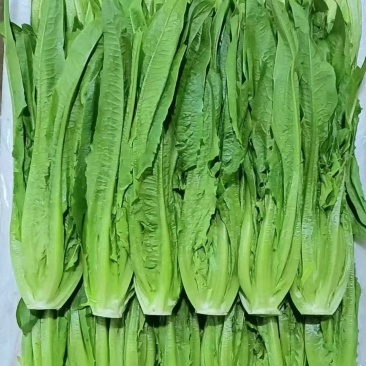 油麦菜