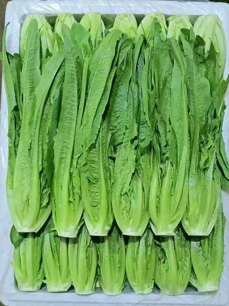 油麦菜