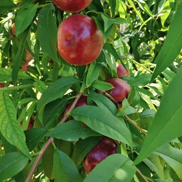 珍珠枣油桃1号