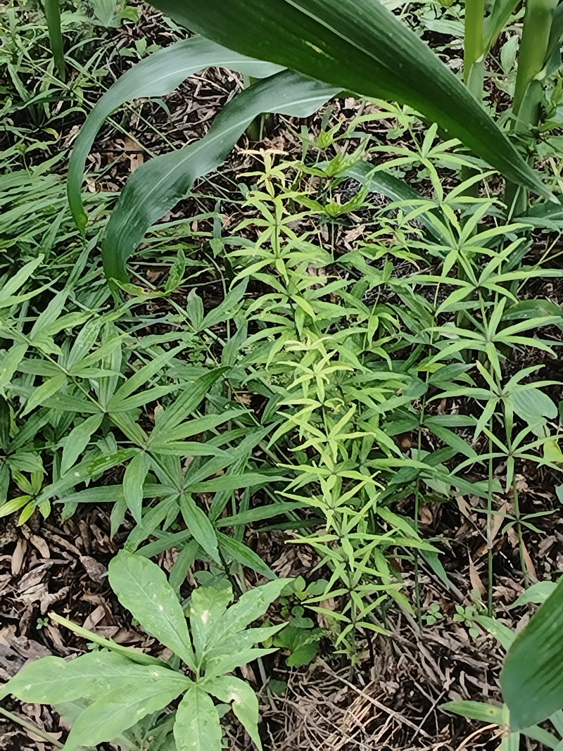 多花黄精，鸡头黄精2年3年苗