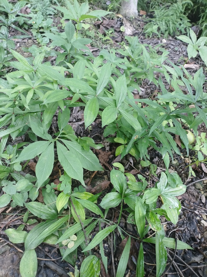 多花黄精，鸡头黄精2年3年苗
