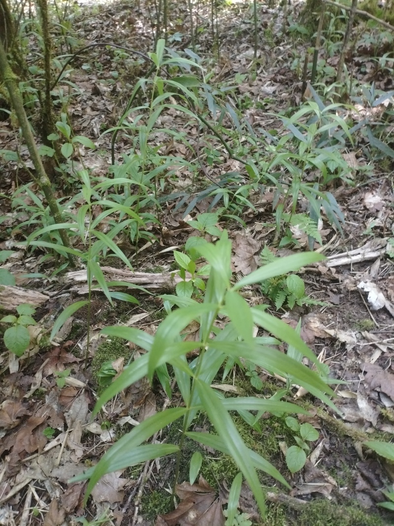 多花黄精，鸡头黄精2年3年苗