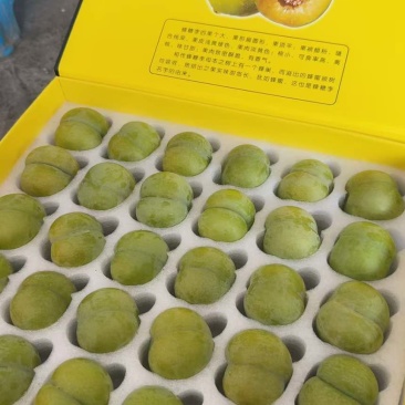 正宗六马蜂糖李