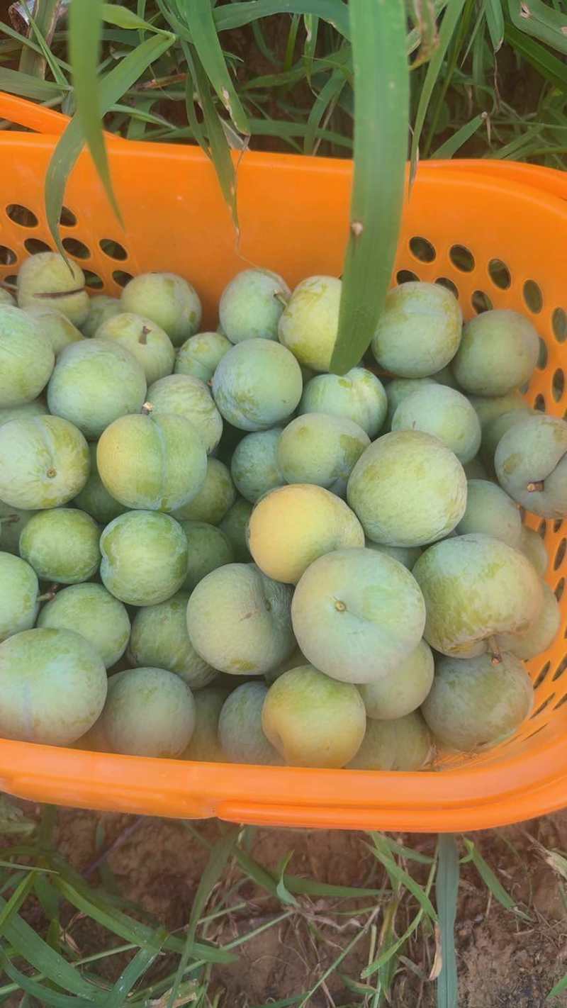 正宗六马蜂糖李