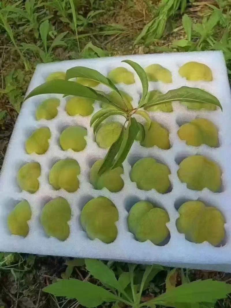 正宗六马蜂糖李