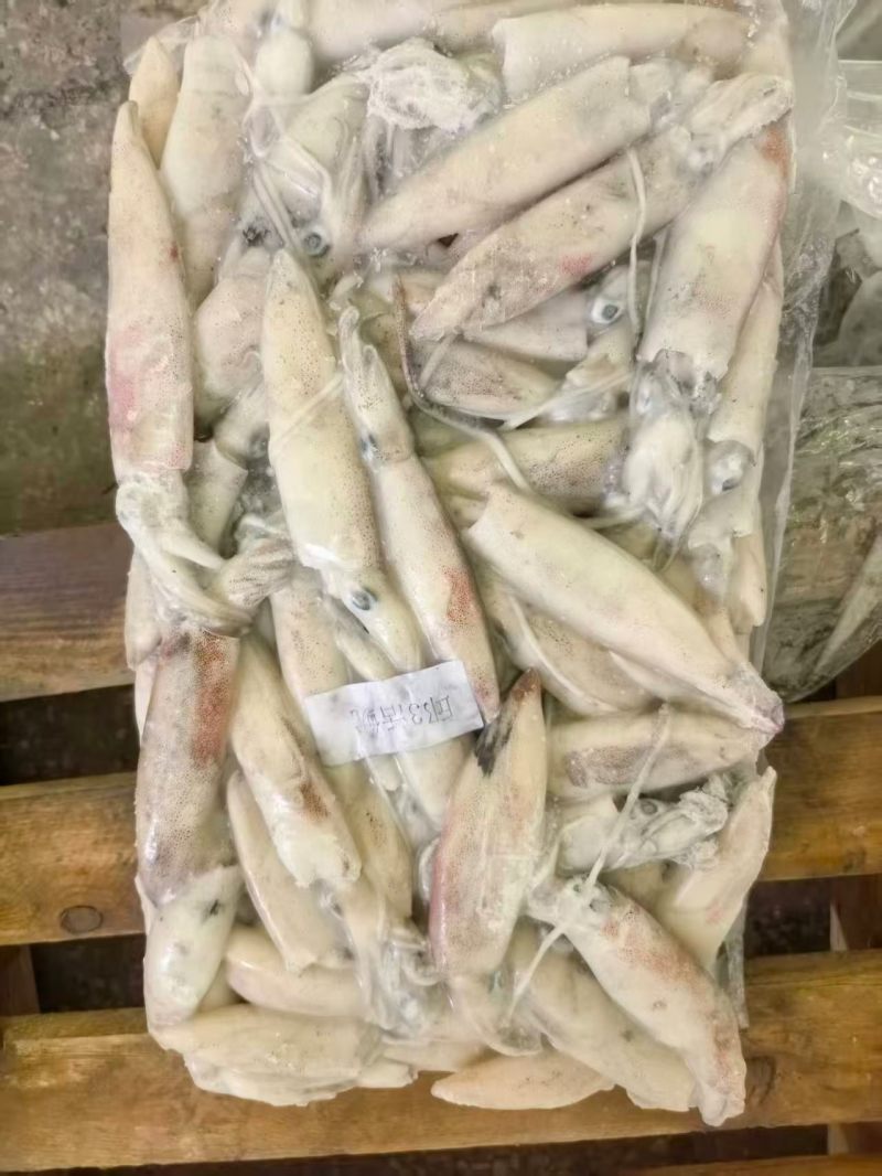 本港灯光活鱿鱼